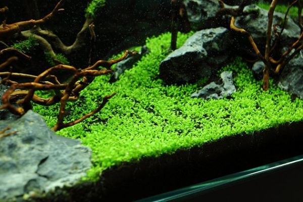 Elatine hydropiper/ Wasserpfeffer 1-2-Grow!